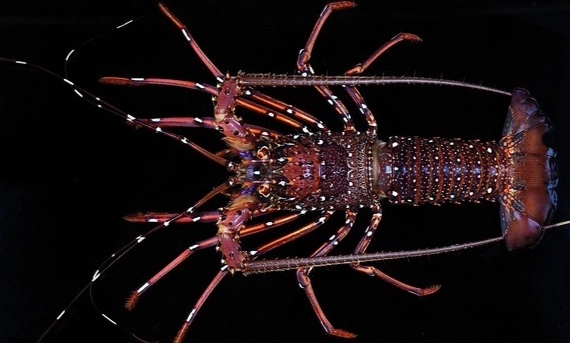 海洋生物學名 海洋生物學名