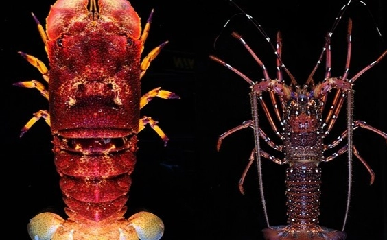 海洋生物學名 海洋生物學名