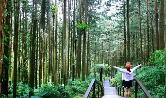 奮起湖旅遊 奮起湖旅遊