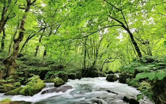 奧入瀨溪流 自駕 奧入瀨溪流 自駕