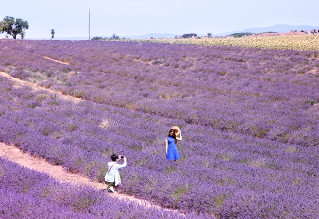 薰衣草季節旅遊 薰衣草季節旅遊