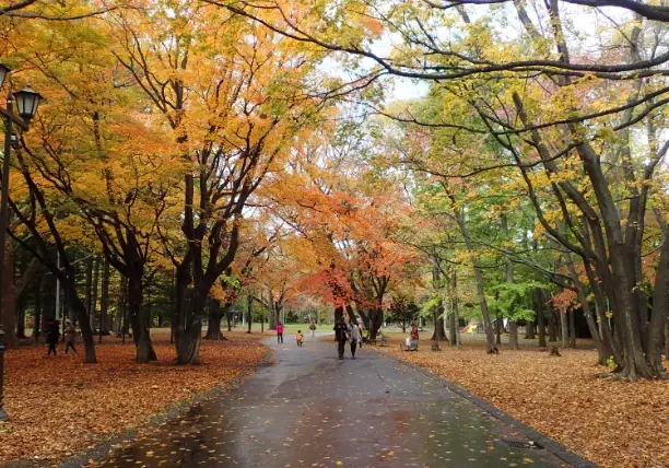 圓山公園 秋季觀光 圓山公園 秋季觀光