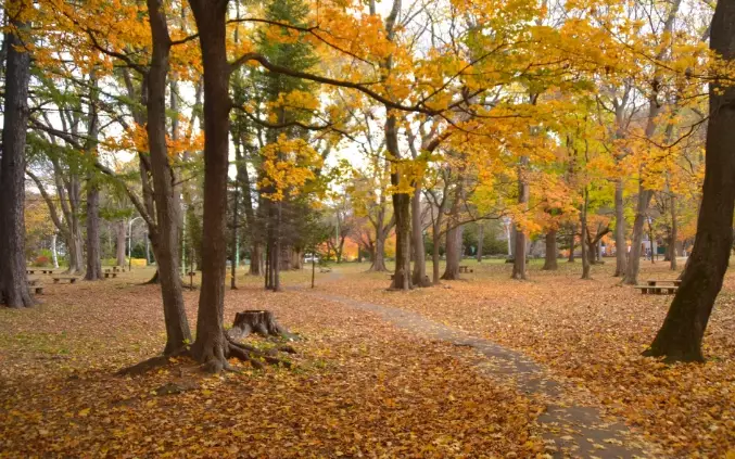 圓山公園 秋季觀光 圓山公園 秋季觀光