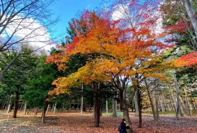 札幌圓山公園 紅葉 札幌圓山公園 紅葉