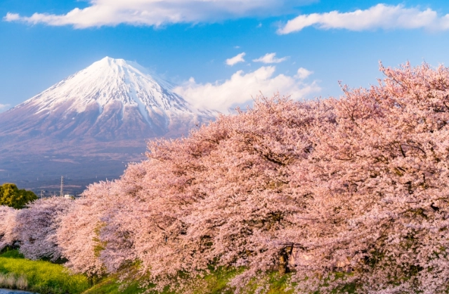 日本櫻花旅行 日本櫻花旅行