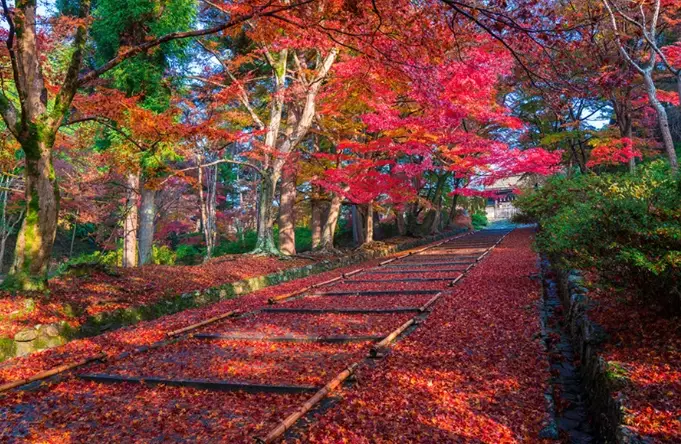 京都紅葉景點 京都紅葉景點