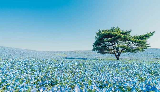 日本春季自由行 日本春季自由行