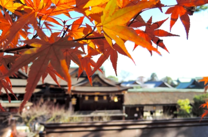 京都紅葉景點 京都紅葉景點