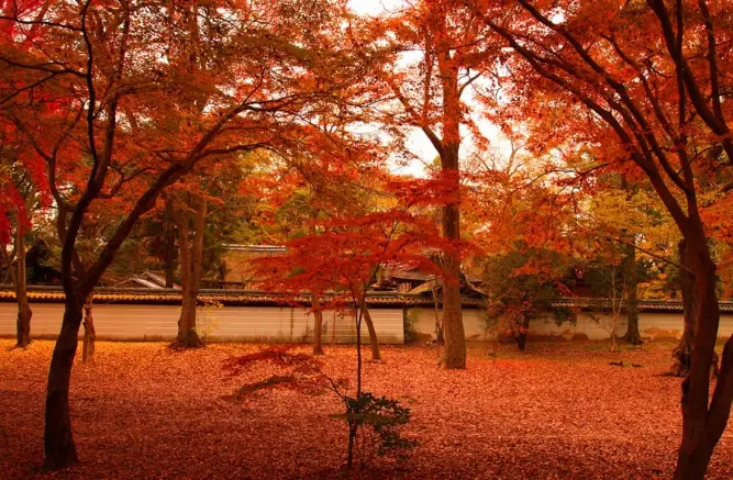 12月京都旅遊 12月京都旅遊