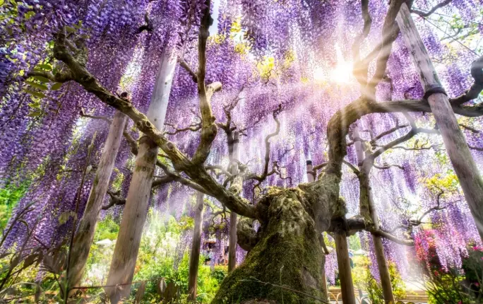 日本淡季旅行 日本淡季旅行
