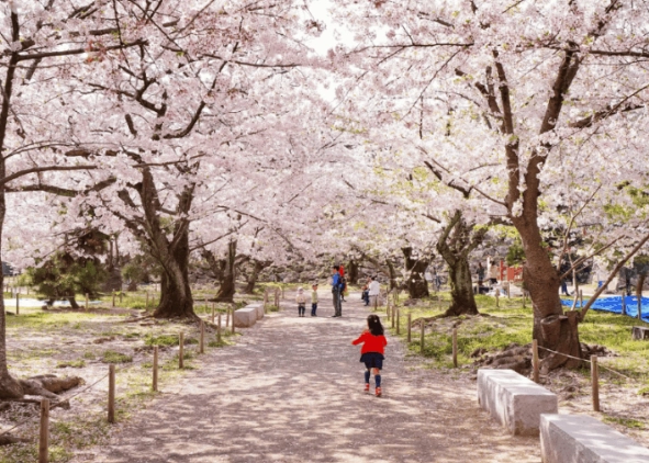 日本四季旅遊 日本四季旅遊