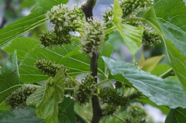 寵物桑葉中毒 寵物桑葉中毒