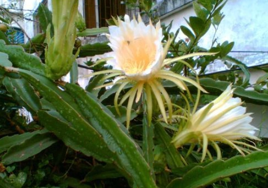 霸王花功效 霸王花功效