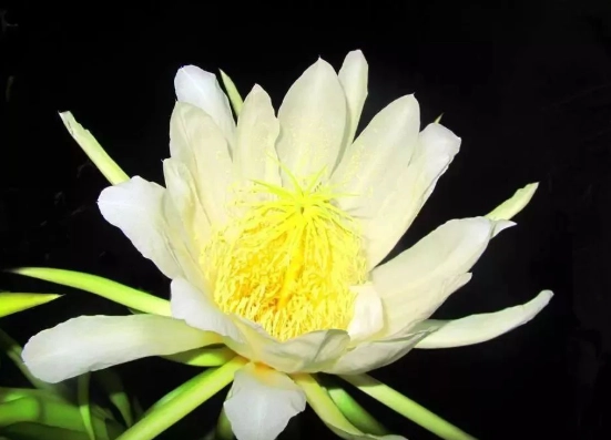 霸王花功效 霸王花功效