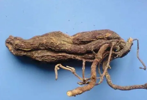 何首烏禁忌 何首烏禁忌