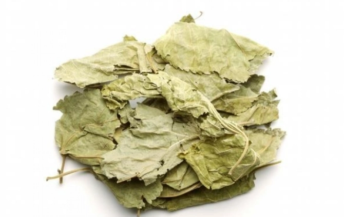 桑葉茶壞處 桑葉茶壞處