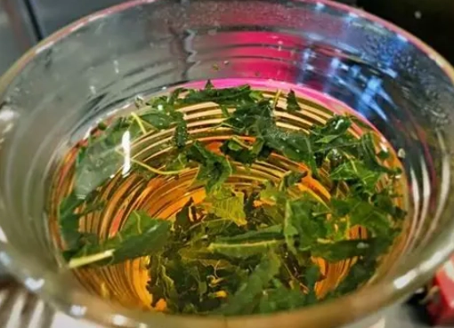 桑葉茶禁忌 桑葉茶禁忌