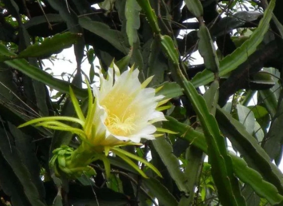 霸王花好處 霸王花好處