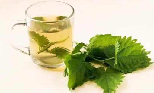 桑葉茶副作用 桑葉茶副作用
