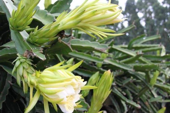 霸王花食用方法 霸王花食用方法