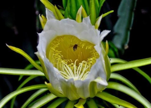霸王花好處 霸王花好處