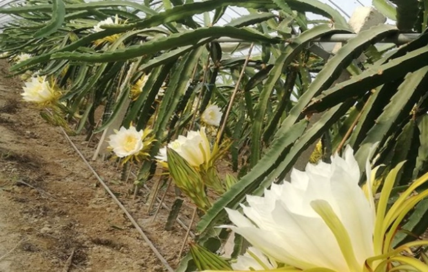 霸王花食譜 霸王花食譜