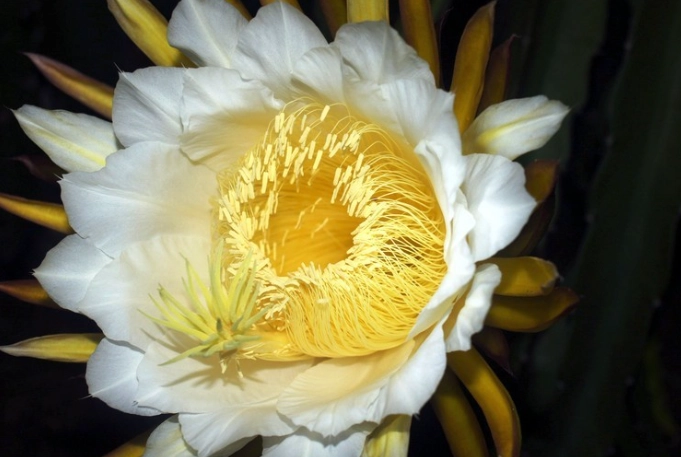霸王花 霸王花