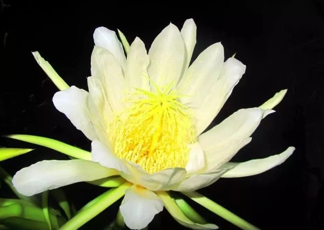 昙花 昙花