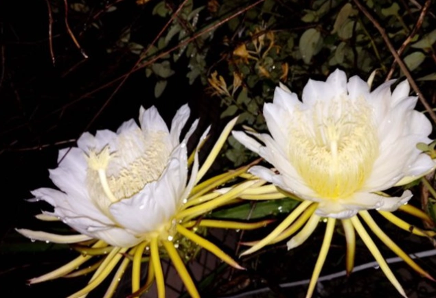 霸王花 霸王花