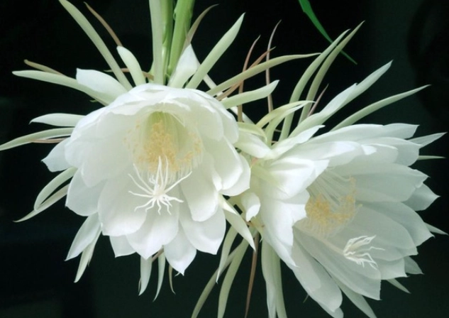 昙花 昙花