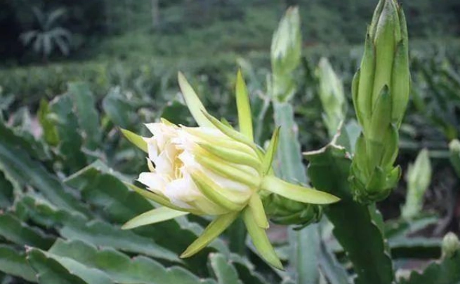 霸王花湯 霸王花湯