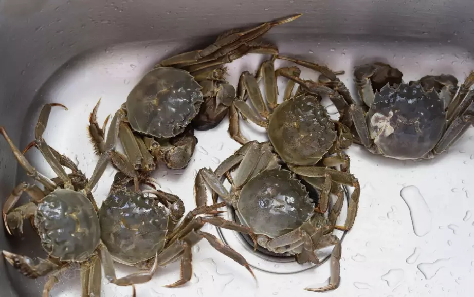 大閘蟹怎麼處理 大閘蟹怎麼處理