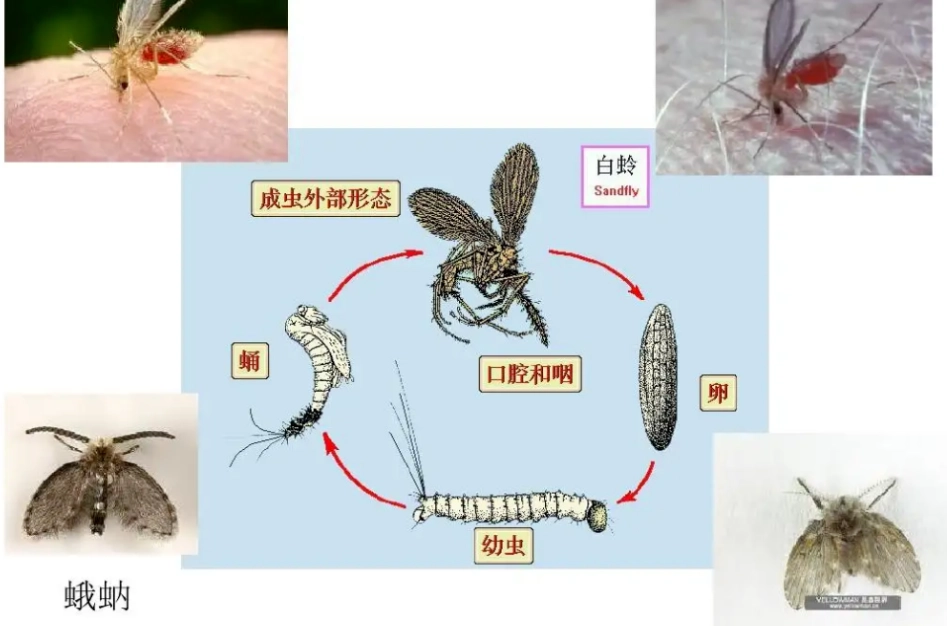 蛾蚋防治方法 蛾蚋防治方法