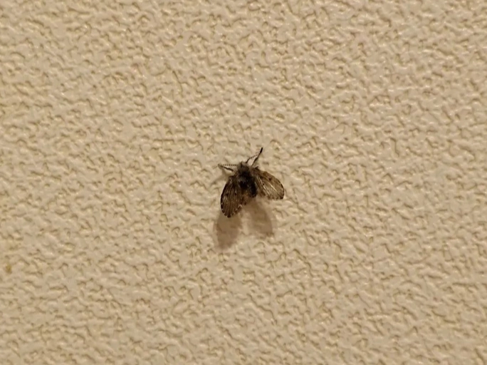 蛾蚋防治 蛾蚋防治