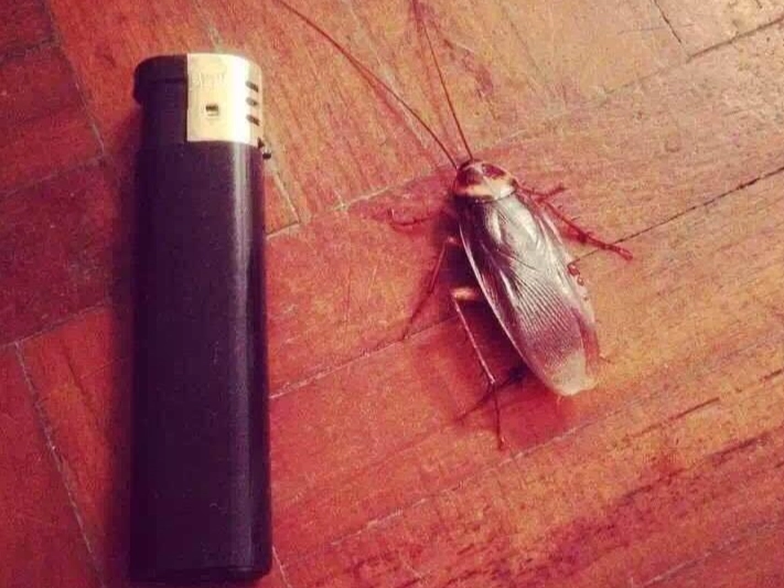 辣椒驅蟑方法
