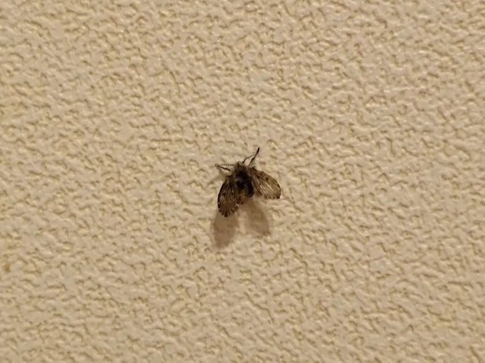 居家蟲害處理 居家蟲害處理