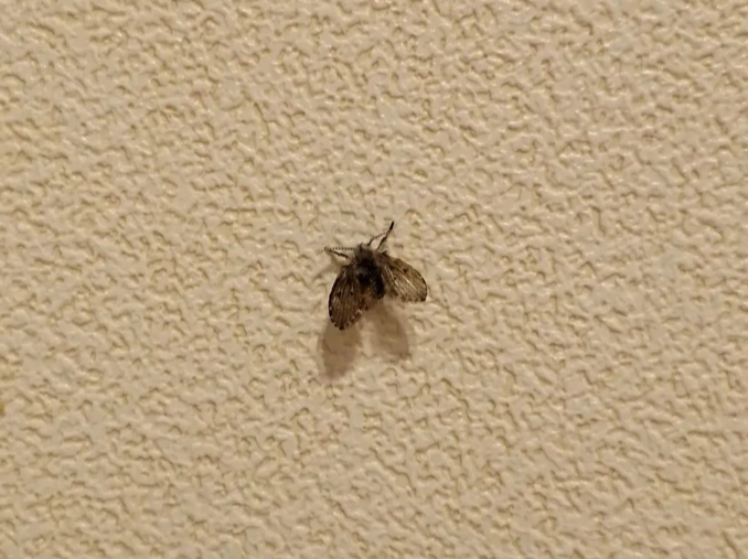 蛾蚋防治