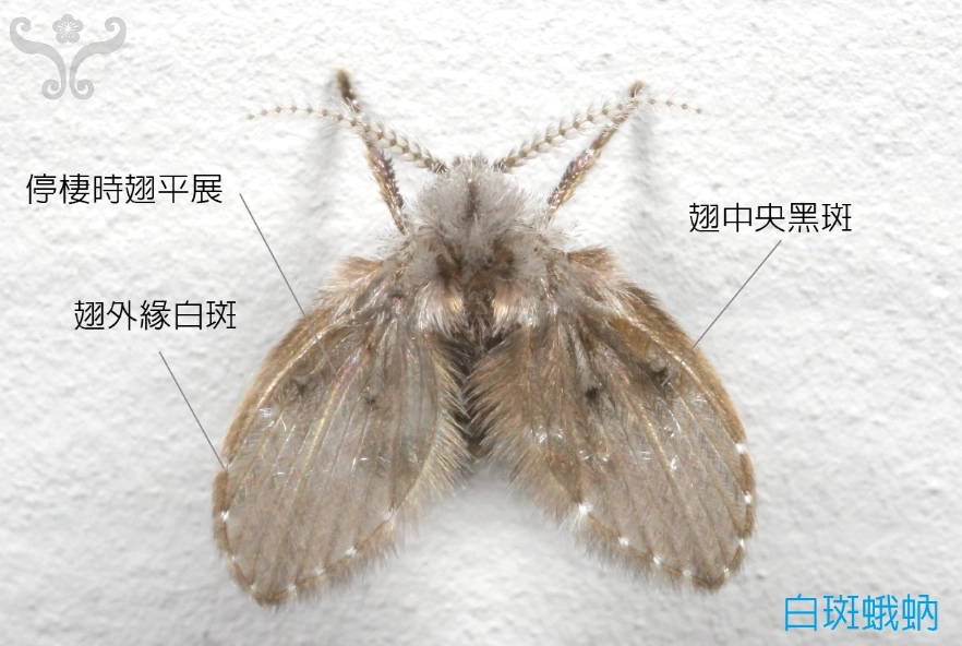 浴室小飛蟲消滅 浴室小飛蟲消滅
