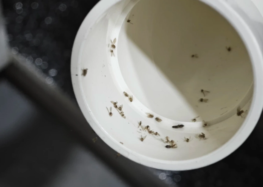 蛾蚋 漂白水 比例 蛾蚋 漂白水 比例