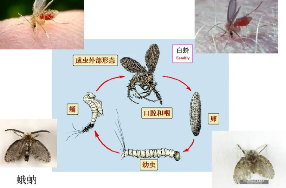 如何消滅浴室小飛蟲 如何消滅浴室小飛蟲