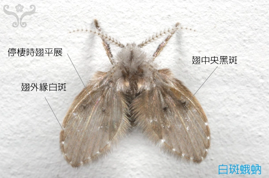 蛾蚋天敵有哪些 蛾蚋天敵有哪些