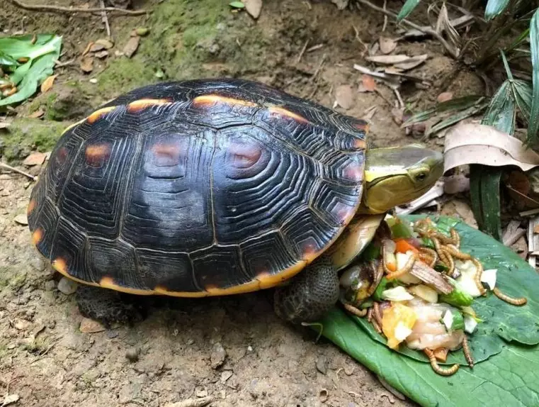 烏龜健康檢查