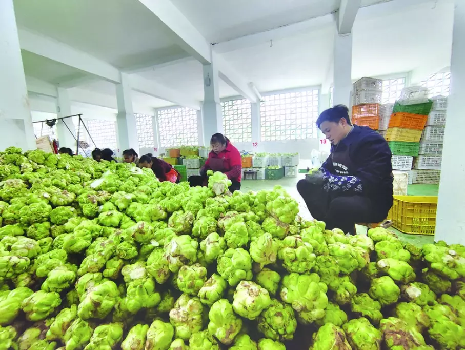 榨菜製作方法 榨菜製作方法