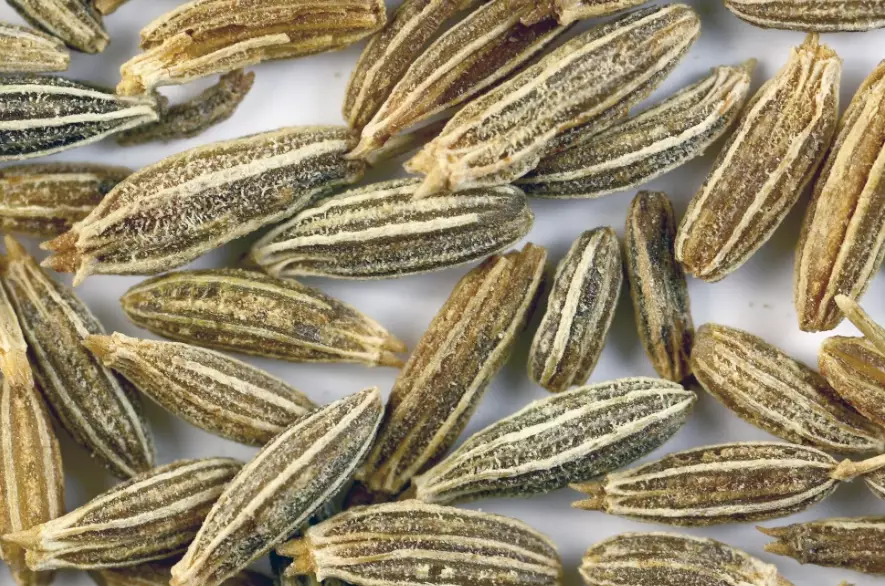 孜然粉素食 孜然粉素食