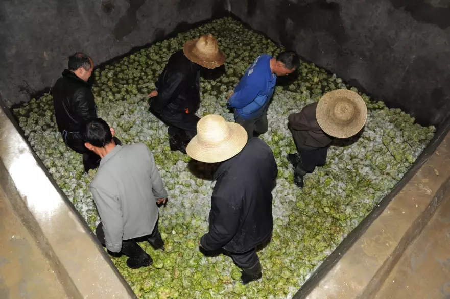 榨菜醃製步驟 榨菜醃製步驟