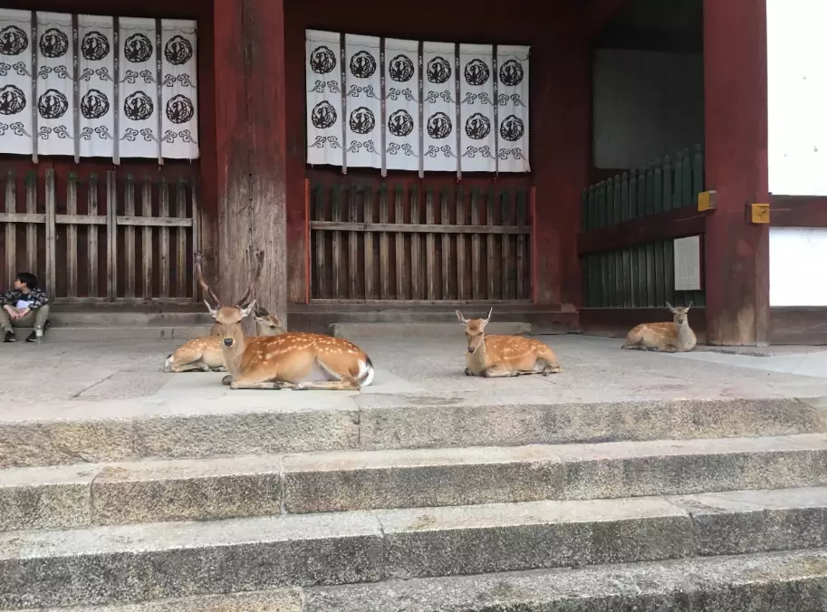 奈良一日遊 奈良一日遊