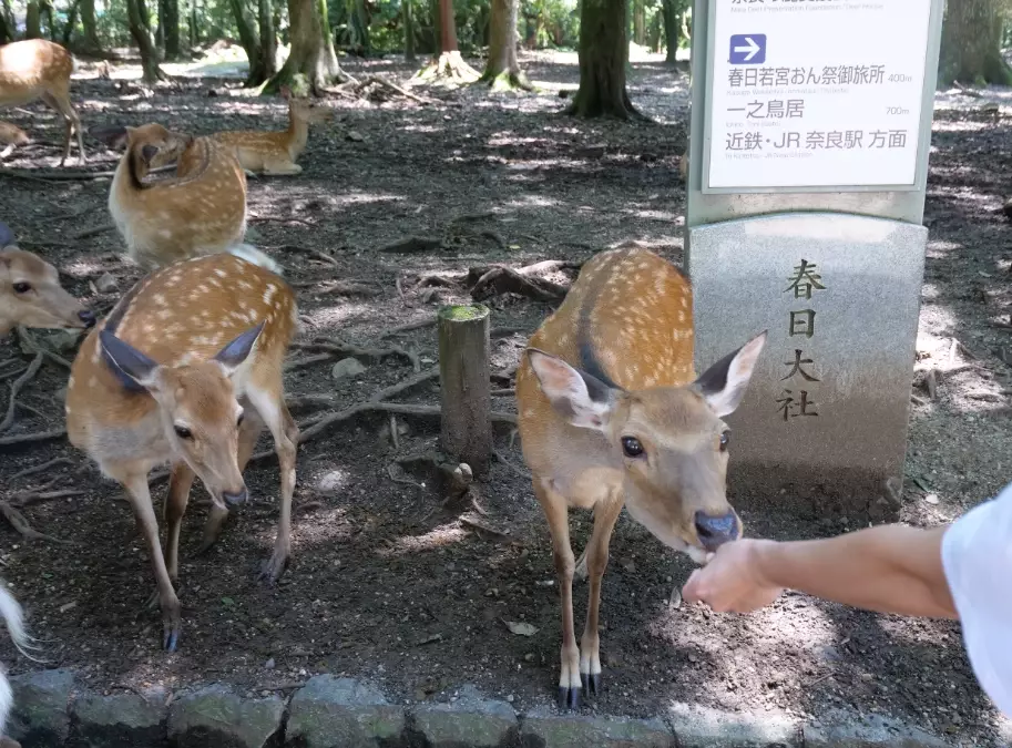 奈良深度旅游 奈良深度旅游