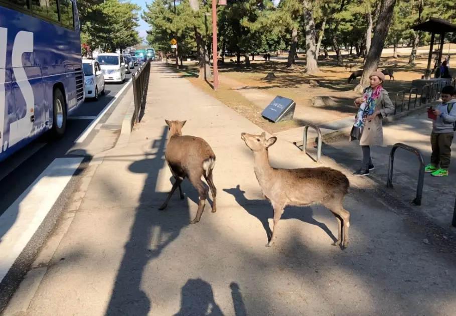 奈良旅遊攻略 奈良旅遊攻略