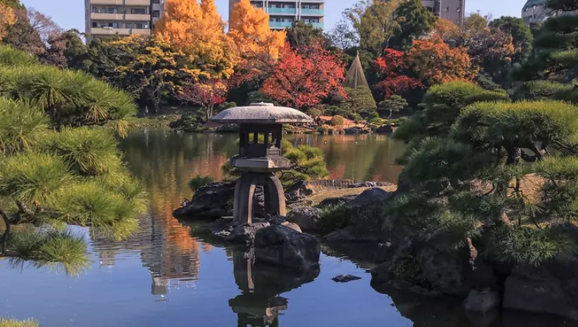清澄庭園 楓葉 清澄庭園 楓葉
