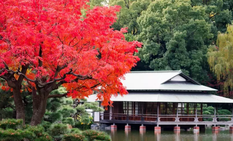 清澄庭園 楓葉 清澄庭園 楓葉